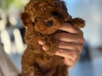 SAĞLIK VE IRK GARANTİLİ TOY POODLE