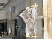 Scottish Fold Mila İçin Yeni Bir Yuva Arıyorum