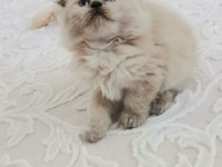 British longhair bebekler teslime hazır