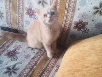 Erkek uysal eğitimleri var british shorthair