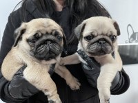 Üst kalite Pug Mops bebeler