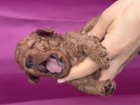Poodle Bebeklerimiz