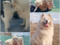 Kar beyaz samoyed yavrular ırk ve sağlık garantili