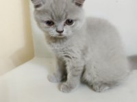A+ kalite lilak rengi özel bir dişi british shorthair