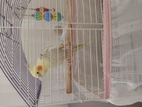 1.5 yaşında sultan papağanı