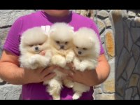 Irk Ve Sağlık Garantili Pomeranian Boo Bebekler
