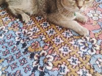 British tekir kırması akıllı bir kedi