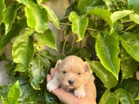 İRK GARANTİLİ MALTİPOO YAVRULAR