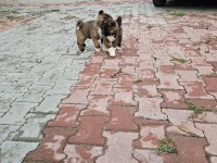 amerikan akita köpeği