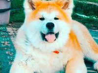 Safkan Soykütük Sertifika Belgeli Japon Akita Yavrular
