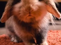 4 yaşında lop tavşanımız sahiplendirilecektir