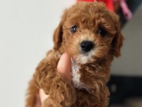 Ev ortamından toy poodle