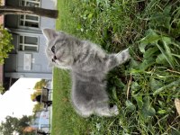Yavru sağlıklı british shorthair