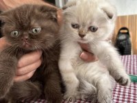 Teslime Hazır A Kalite Scottish Fold Yavrular
