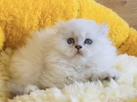 Show kalite boncuk brıtısh Longhair bebekleirm 
