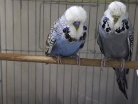 Show Jumbo Damızlık takım bileklikli muhabbet kuşu