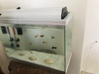 Satılık akvaryum ve lepistes balığı