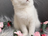 Muhteşem Kalite Sıfır Kulak Scottish Fold