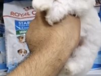 MALTESE MİNİ PUPPY