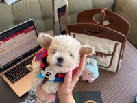 En güzel Maltipoo