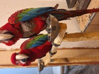 Macaw papağanımız için açıklamayı okuyunuz