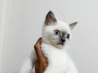 Blue Point British Shorthair