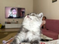 2.5 3 aylık British Shorthair Chinchilla yavrusu