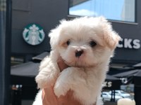 Kartopu Maltese Terrier Yavruları