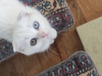 Dişi fold odd eyes scottish