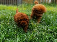 Red Toy Poodle Yavrular