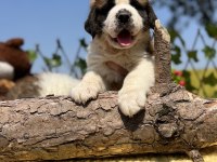Heybetli Üst Kaliteli St Bernard Yavrular