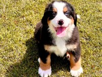Bernese Yavruları Sağlık ve Irk Garantili