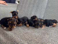 3 çiçek 1 böcek köpeklerimiz