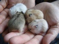 Sevimli gonzales hamster yavrular