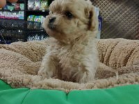 Dişi Ve Erkek Maltipoo Yavrularımız