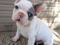 A KALİTE FRENCH BULLDOG YAVRULAR [BOŞ GEÇME]