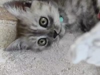 minnak british shorthair kedimize ömürlük yuva