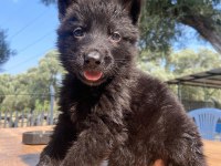 Solid black üst düşey alman çoban köpeği yavrular