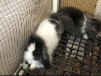 HOLLANDA TEDDY LOP TAVŞANI YAVRULARI