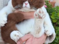 British shorthair cinnamon bicolor eşleşme ilanı