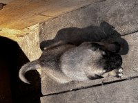 Dev Irk Anadolu Çoban Köpeği