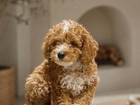 (BİBLO) TEACUP POODLE YAVRULARI