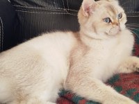 British shorthair ny1133 dişi 1.5 yaşında