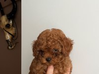 Toy poodle 75 günlük