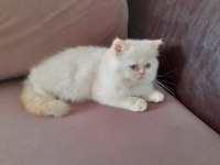 Beyaz Prens İran Kedisi