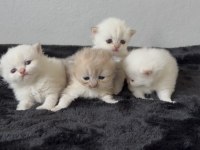 A Kalite British Longhair Bebekler