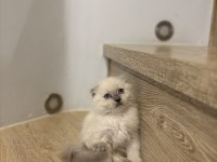 SCOTTISH FOLD LONGHAIR YAVRULARIM 