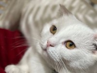 Beyaz erkek Scottish fold