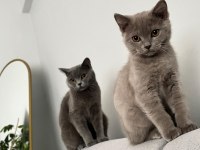 4-5 aylık british shorthair yavru
