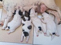 5 haftalık french bulldog yavrular